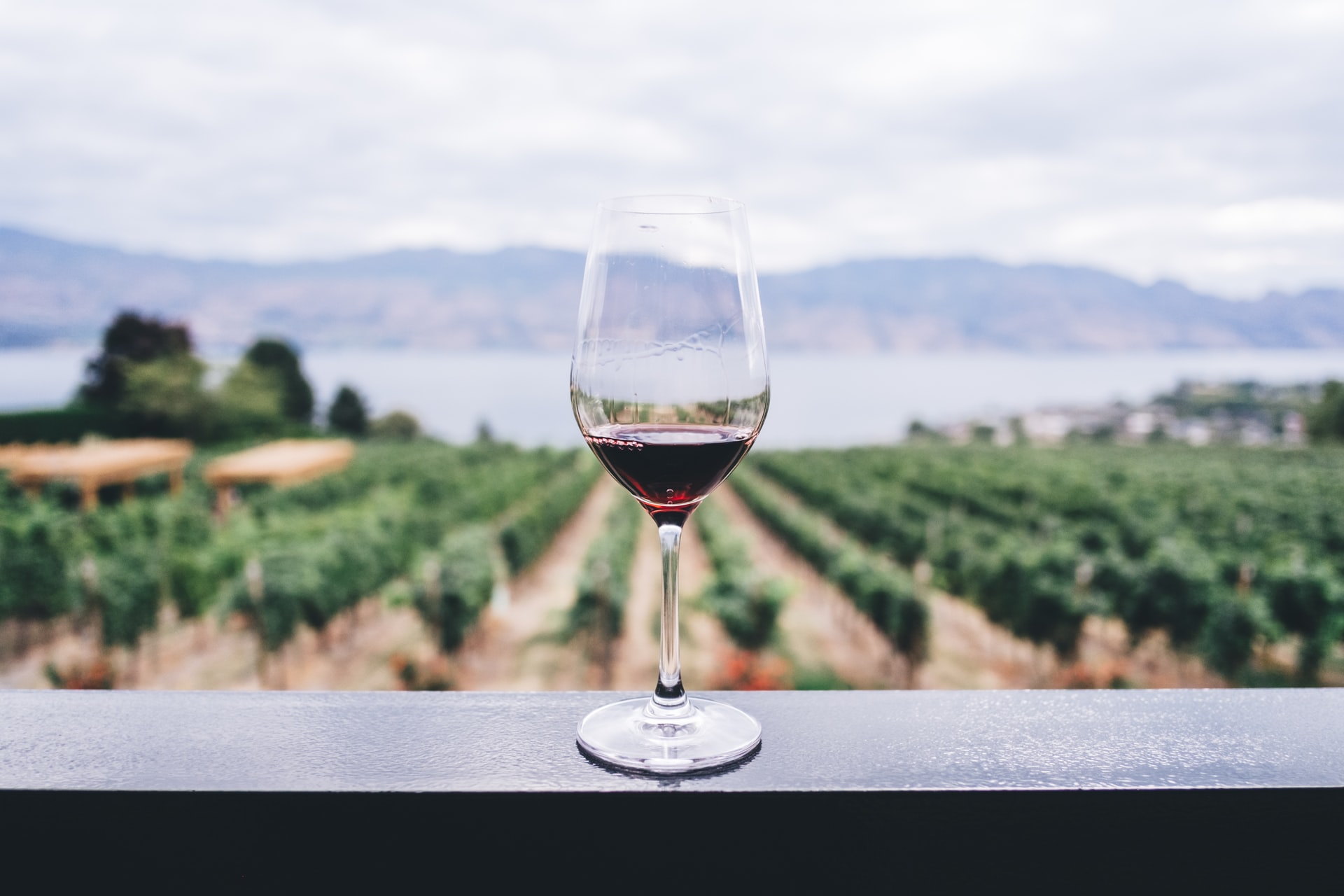 Jaké víno se hodí k huse?